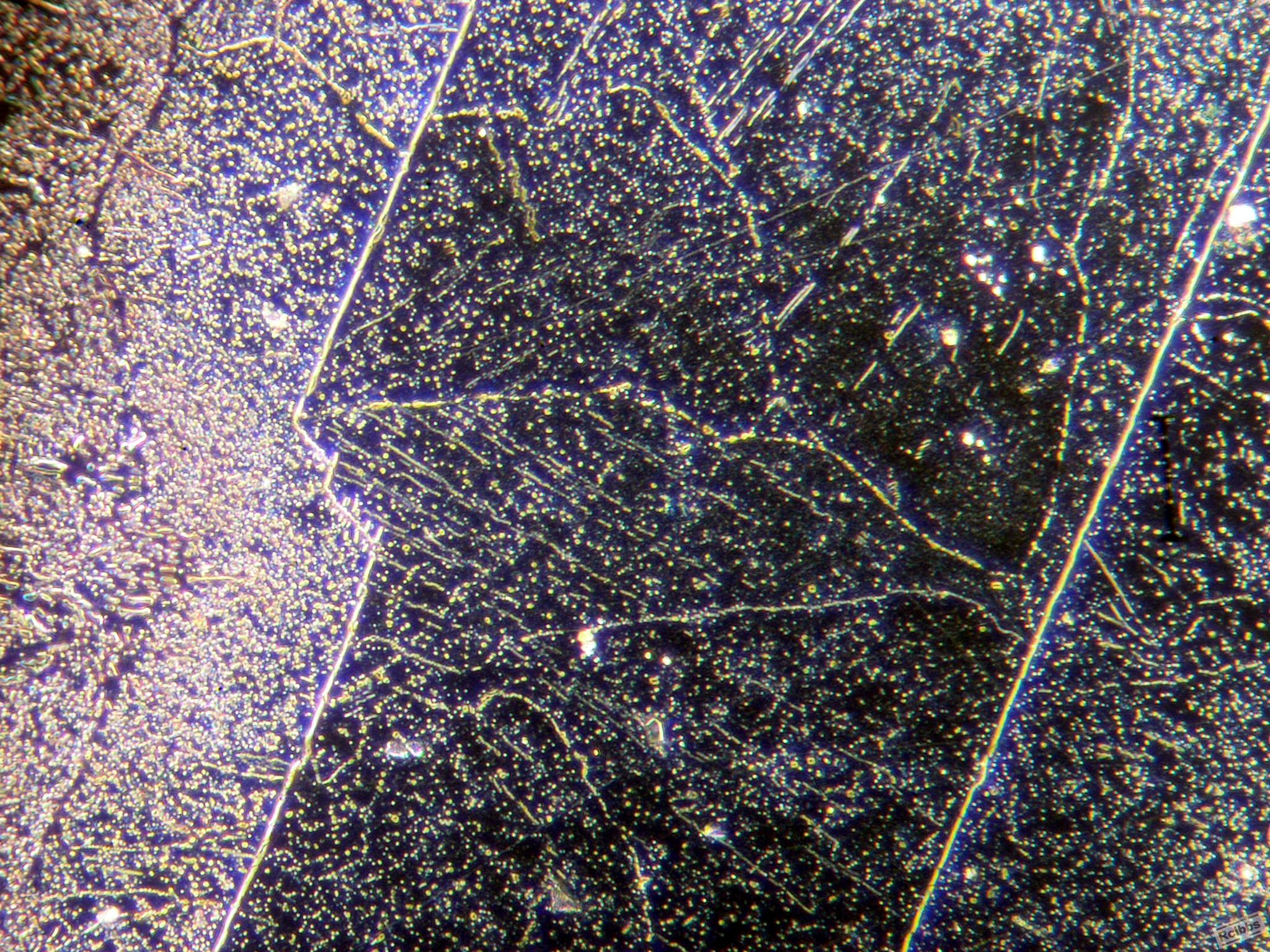 P1011676.jpg